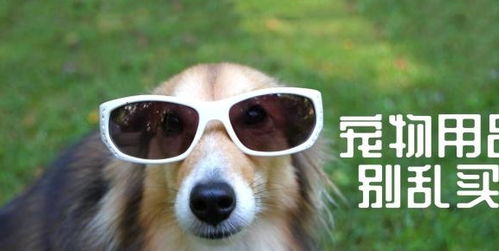 这五种宠物用品买回家就闲置，但铲屎官基本都会中招