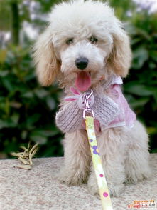 都益宠物医药会员招募开启 尊享专属服务，宠物用品免费拿