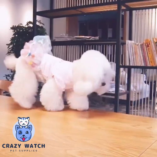 宠物比熊宝宝花花的时尚穿搭 屁屁对着你们的小裙子萌翻全场